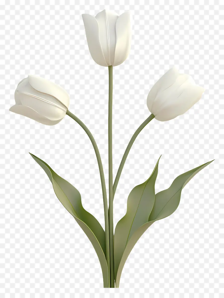 Tulip Putih，Tulip PNG