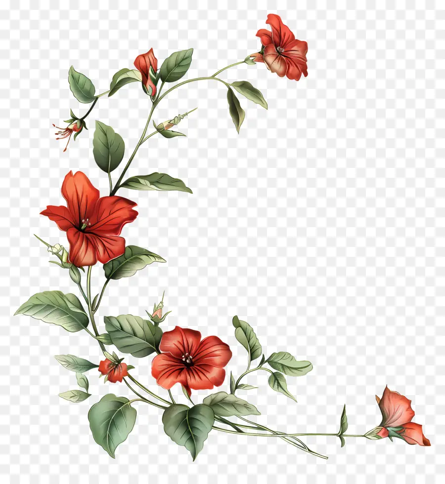 Sudut，Bunga Bunga Merah PNG
