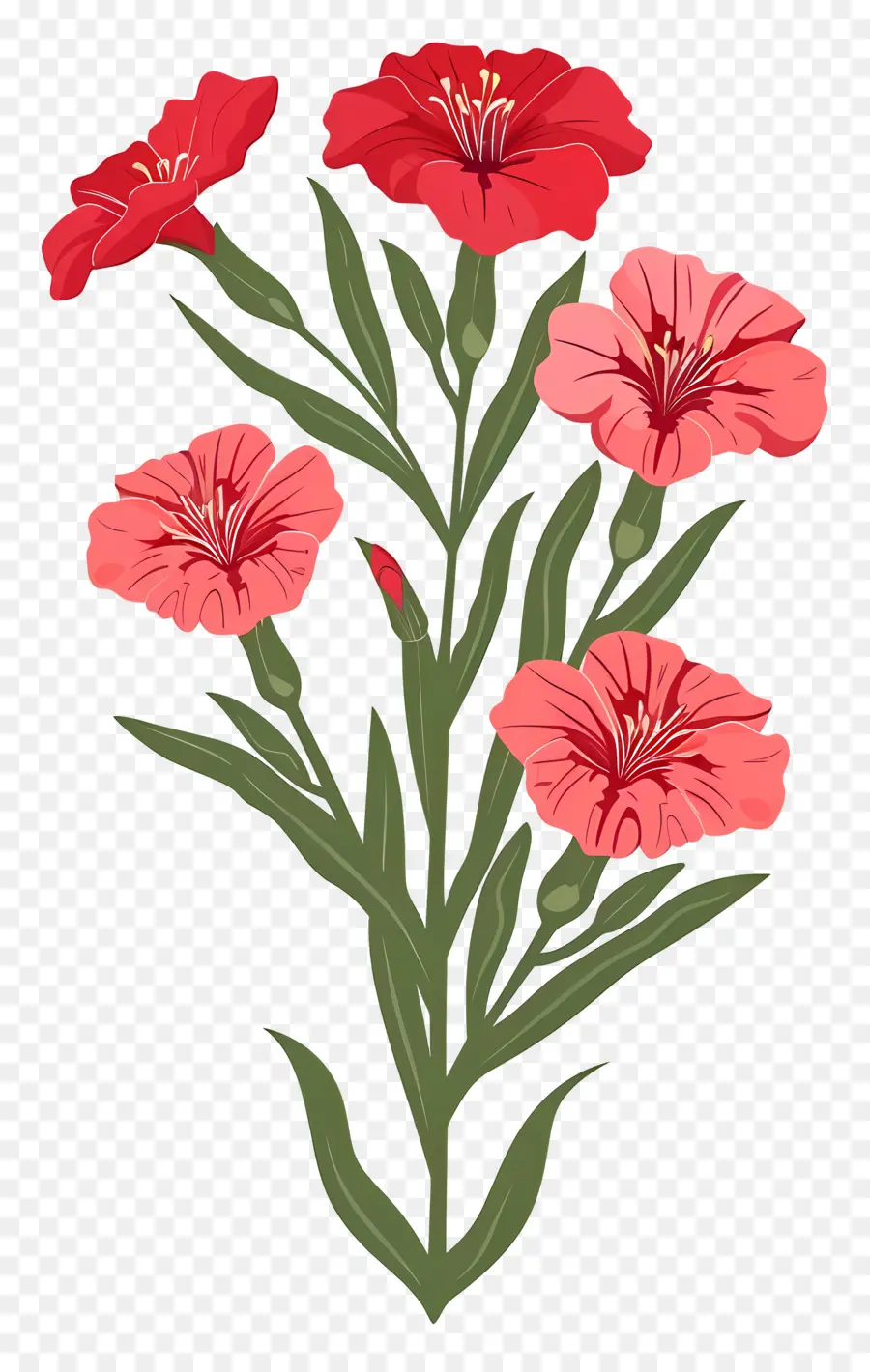 Bunga Dianthus，Bunga Merah Muda PNG