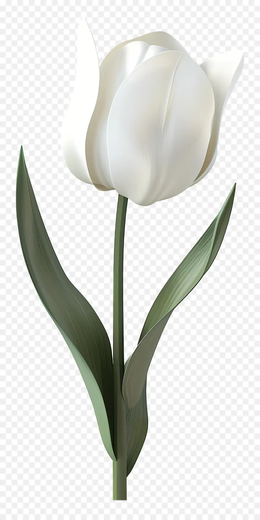 Tulip Putih，Bunga PNG