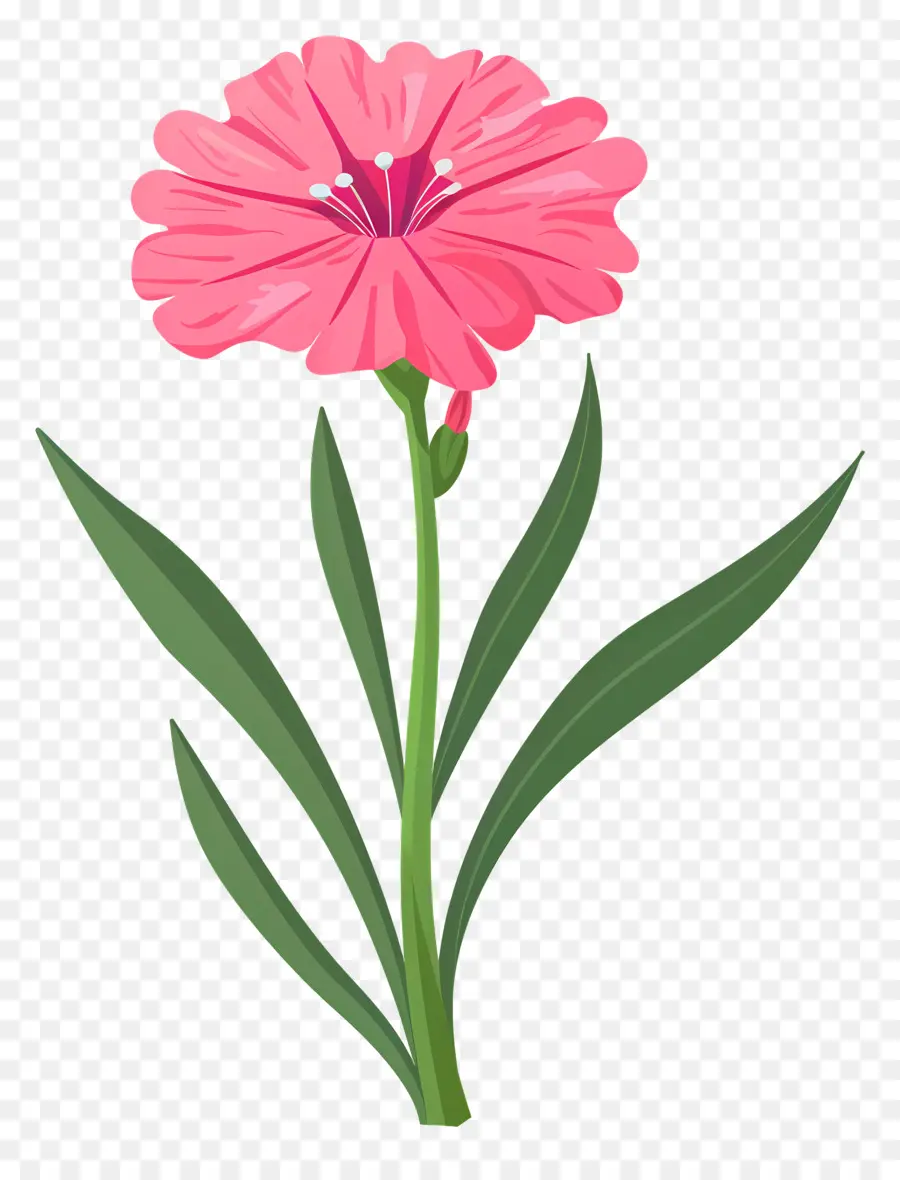 Bunga Dianthus，Bunga Merah Muda PNG