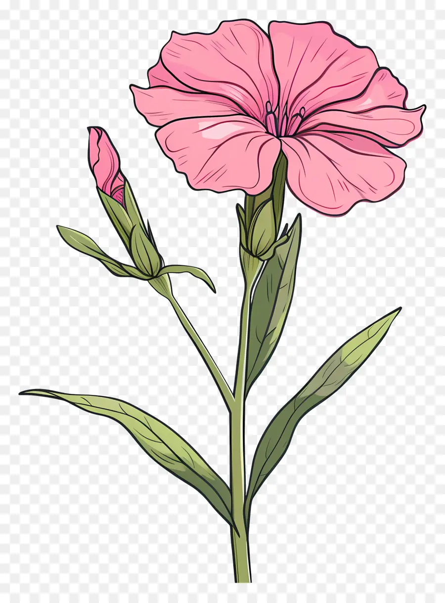 Bunga Dianthus，Bunga Merah Muda PNG