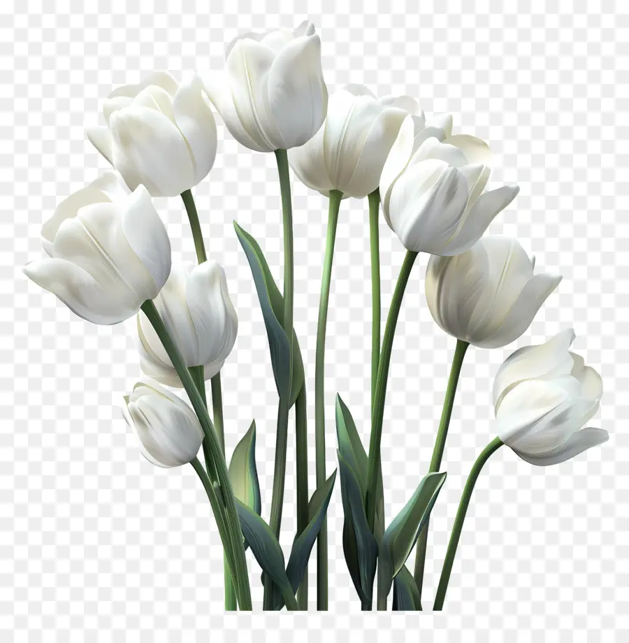 Tulip Putih，Tulip PNG