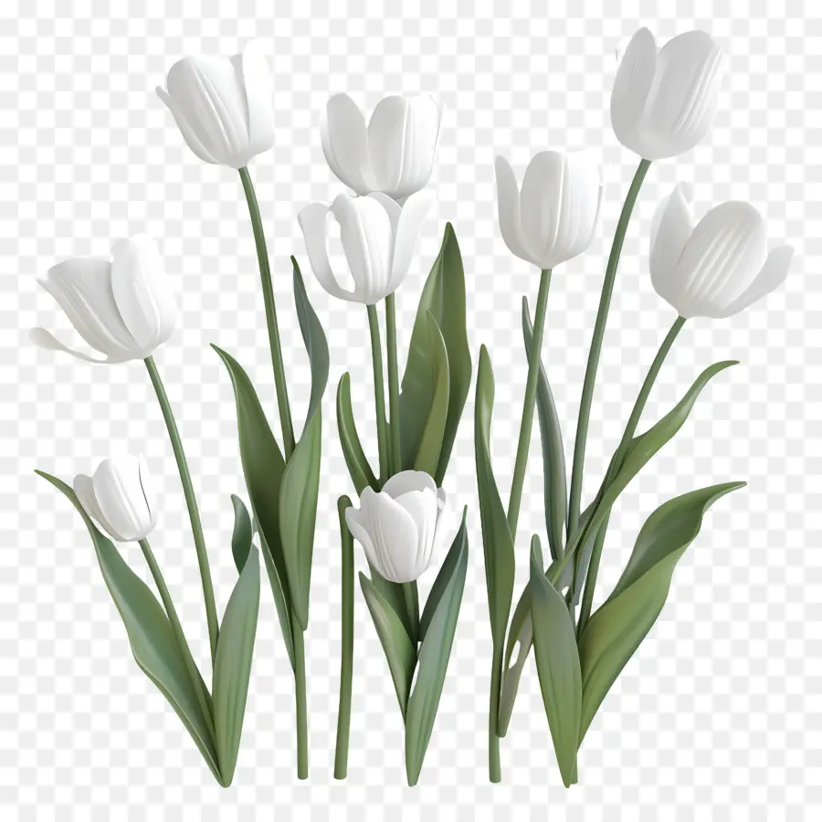 Tulip Putih，Karangan PNG