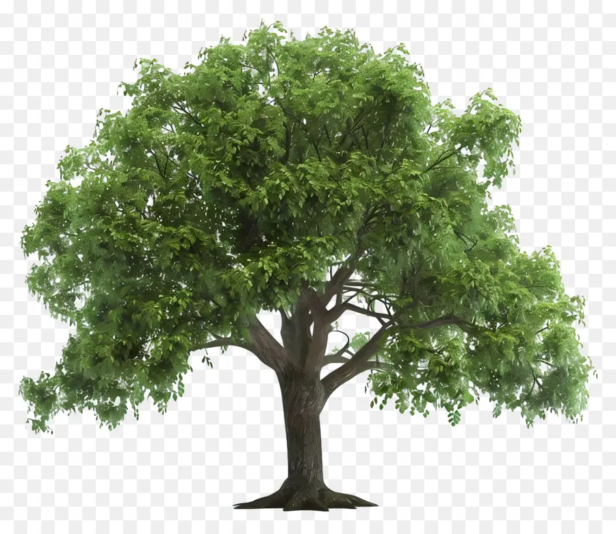 Pohon Elm，Pantai PNG