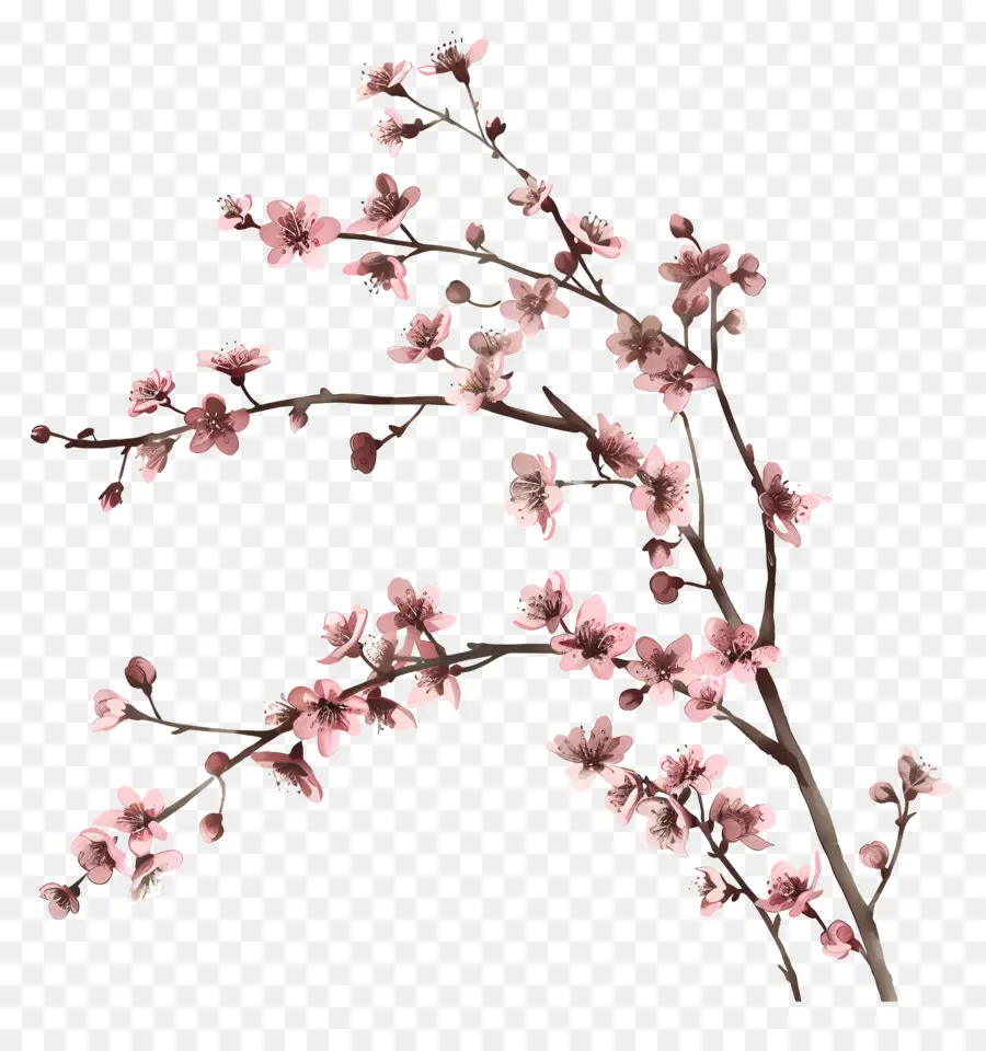 Bunga Merah Muda，Bunga Sakura PNG