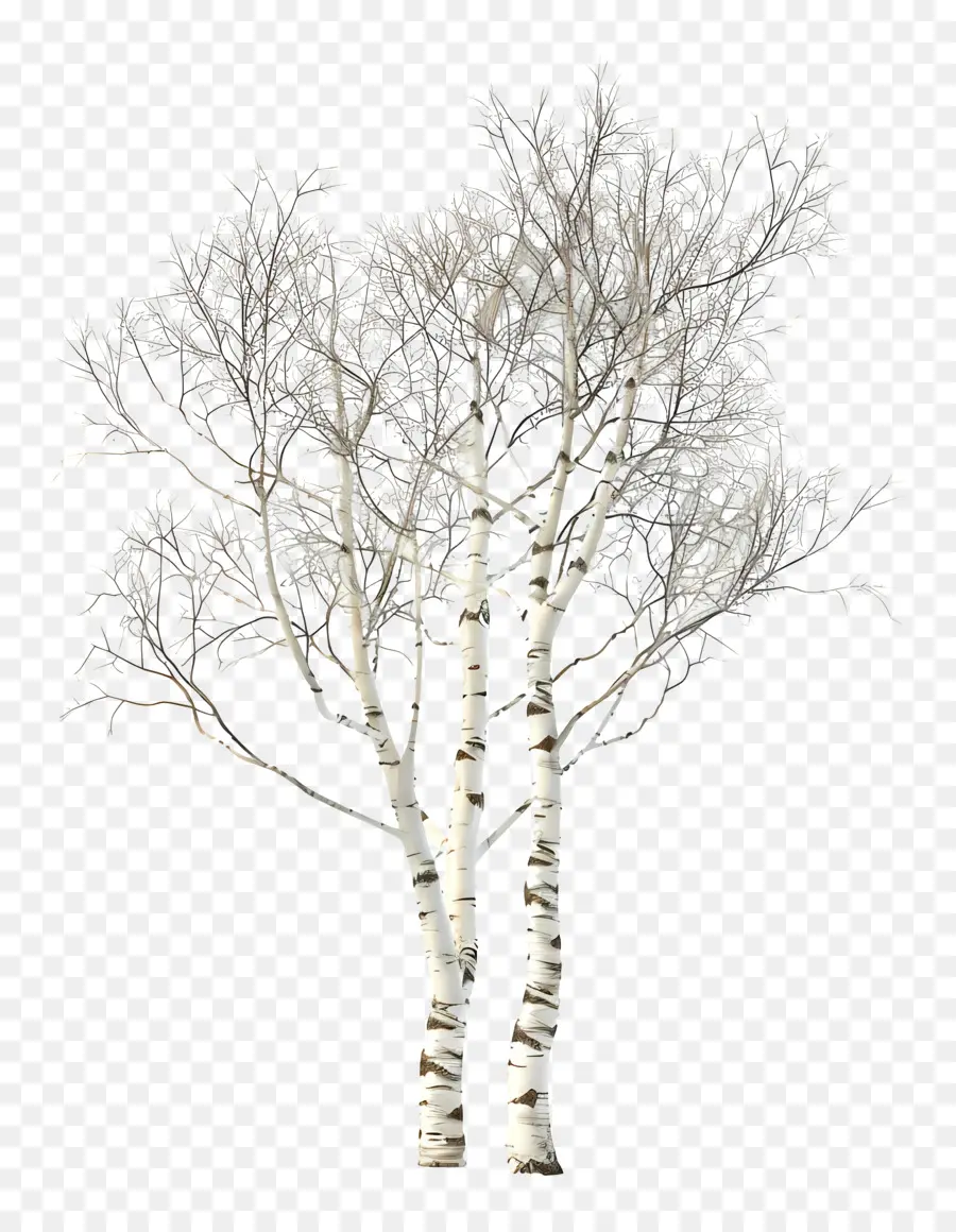 Pohon Birch，Pohon PNG