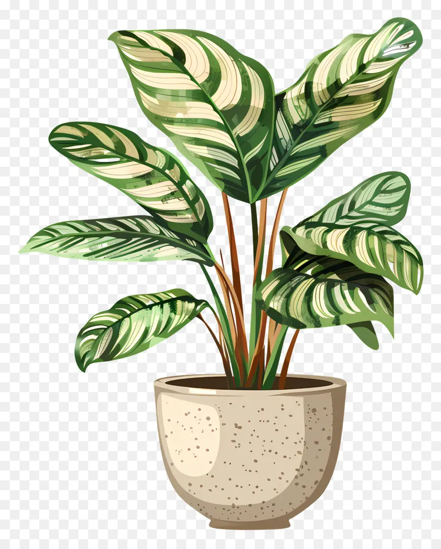 Tanaman Calathea，Tanaman Pot PNG