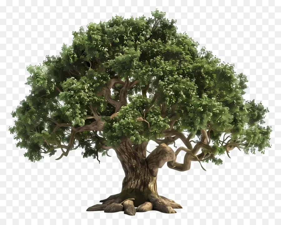 Pohon Ek，Pohon Besar PNG