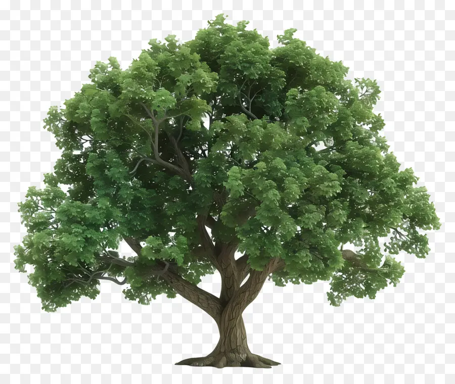 Pohon Ek，Pohon PNG