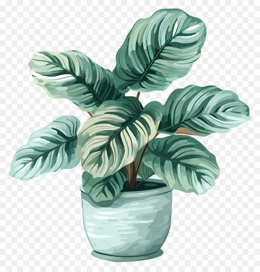 Tanaman Calathea，Tanaman Pot PNG