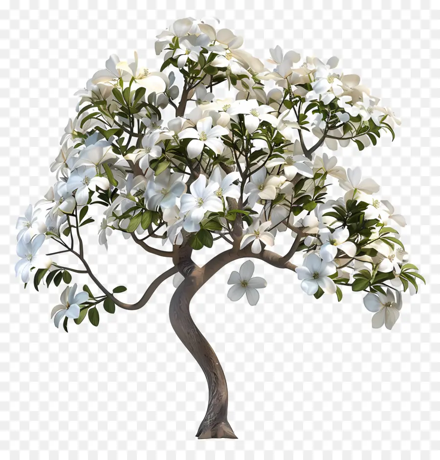 Pohon Dogwood，Dogwood Berbunga Putih PNG