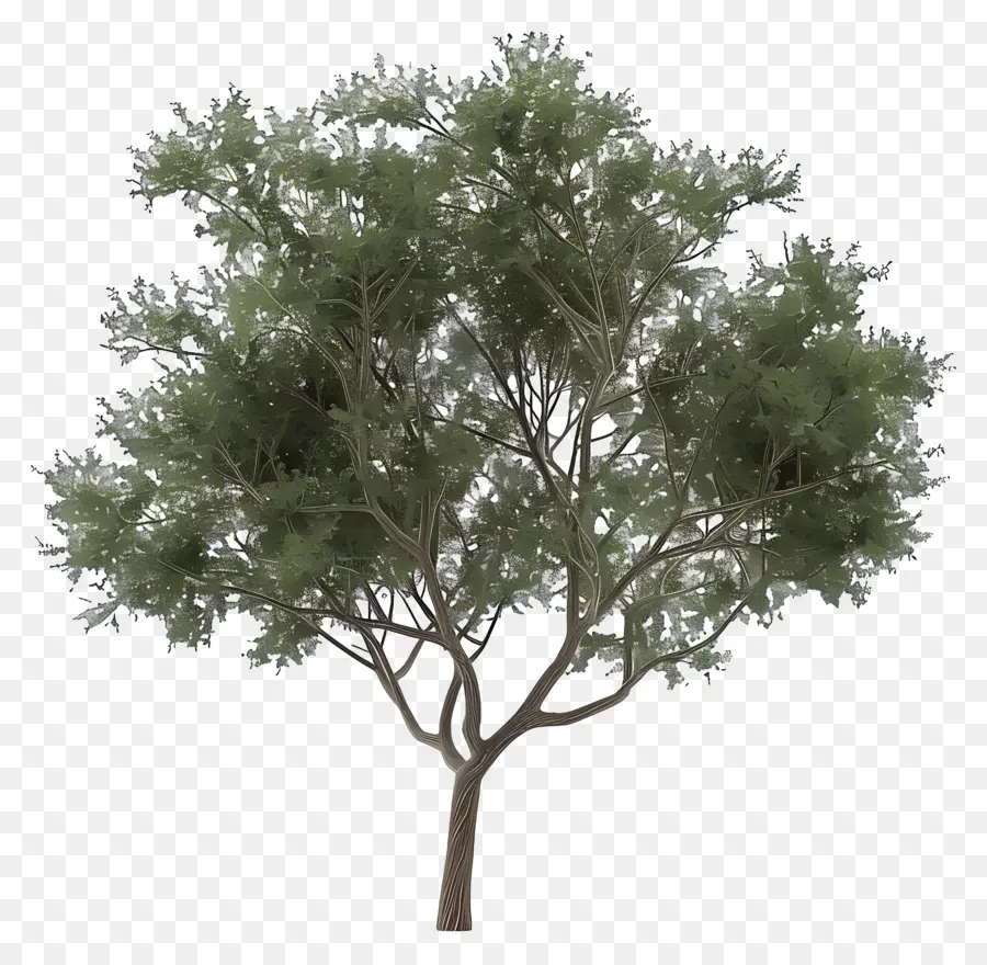 Pohon Elm，Pohon PNG
