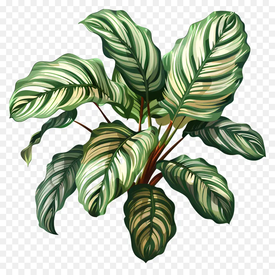 Tanaman Calathea，Tanaman Tropis PNG