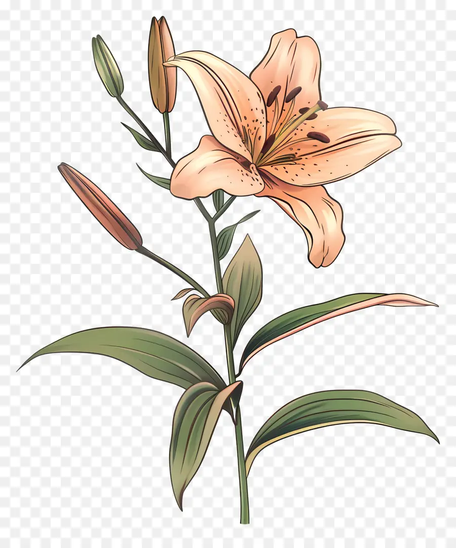 Lily，Pink Lily PNG