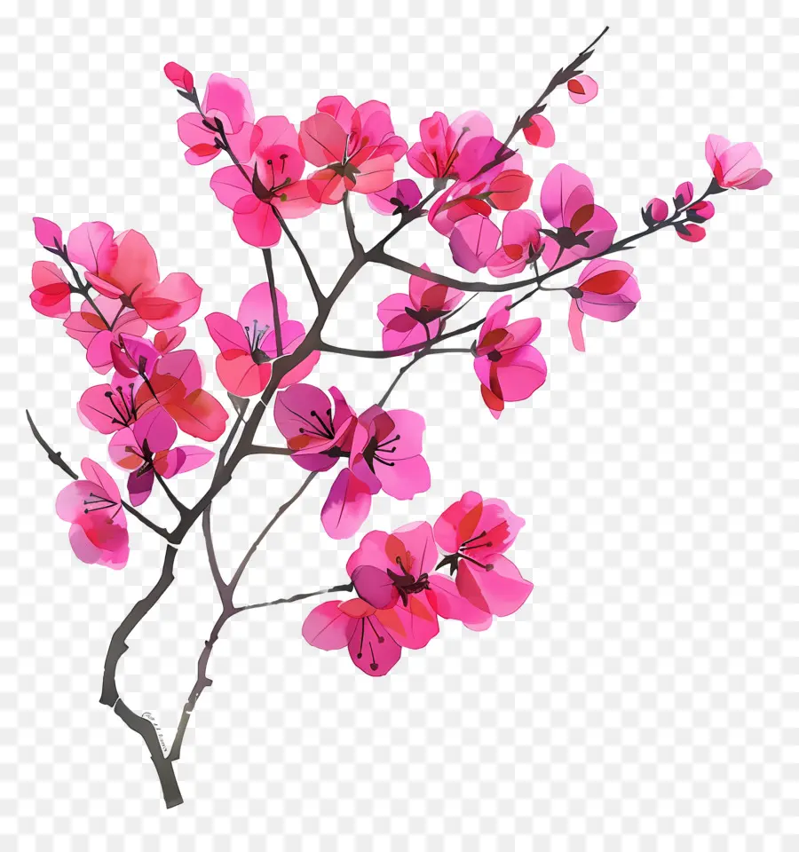 Cina Redbud，Bunga Sakura PNG