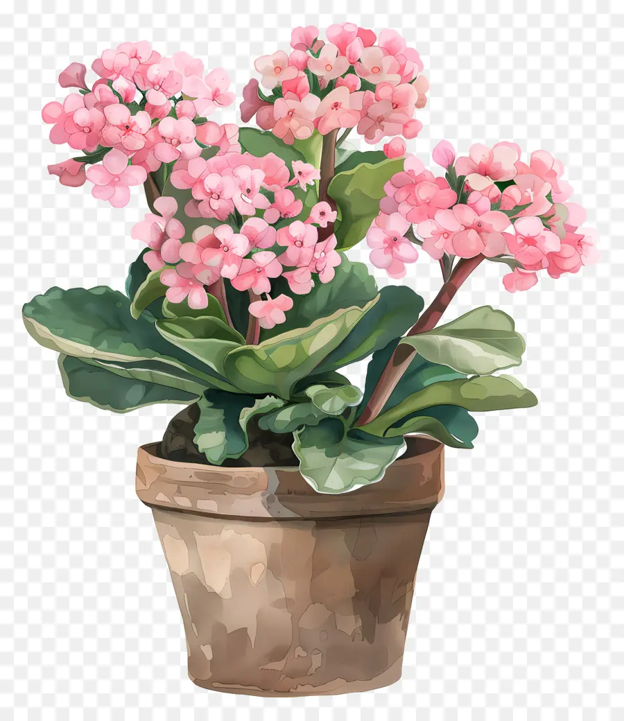 Tanaman Kalanchoe，Bunga Merah Muda PNG