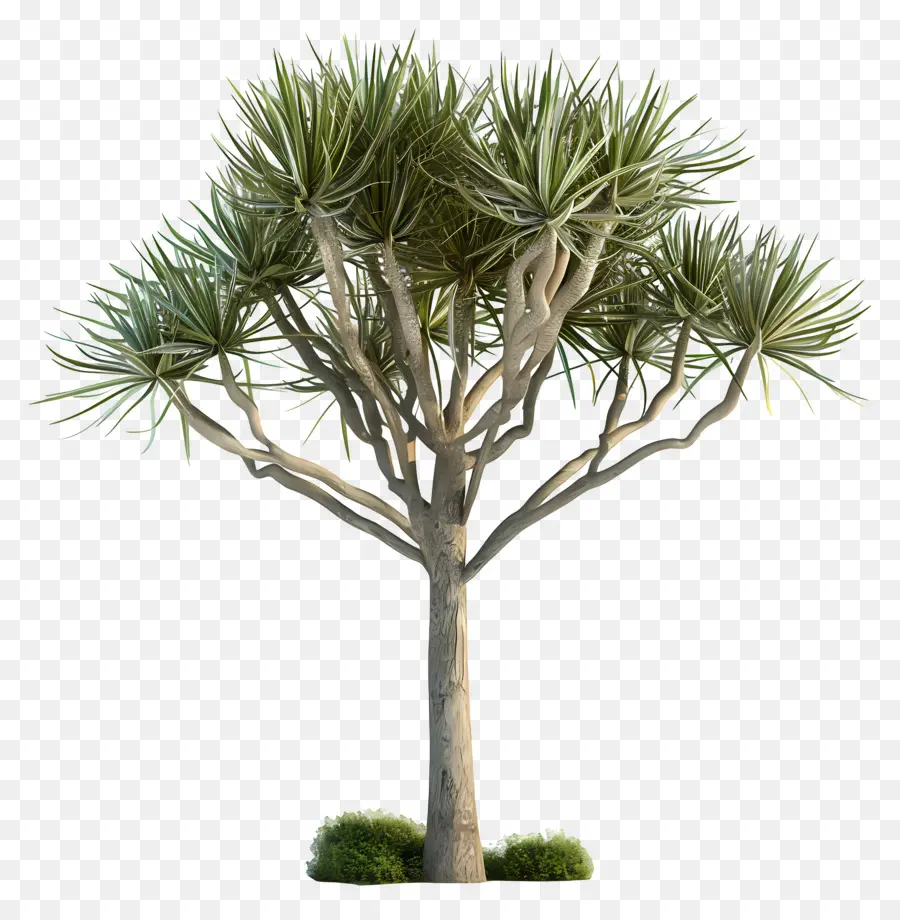 Yucca，Pohon Dracaena PNG