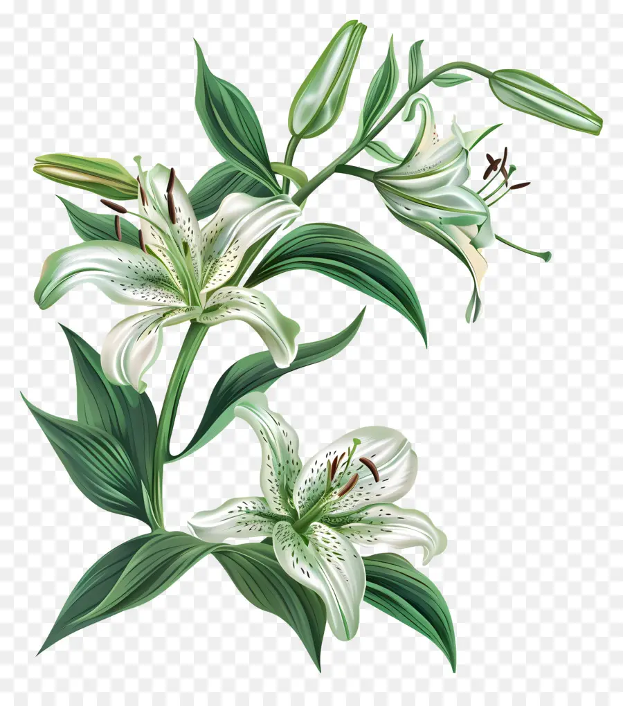 Lily，Bunga Lili Putih PNG