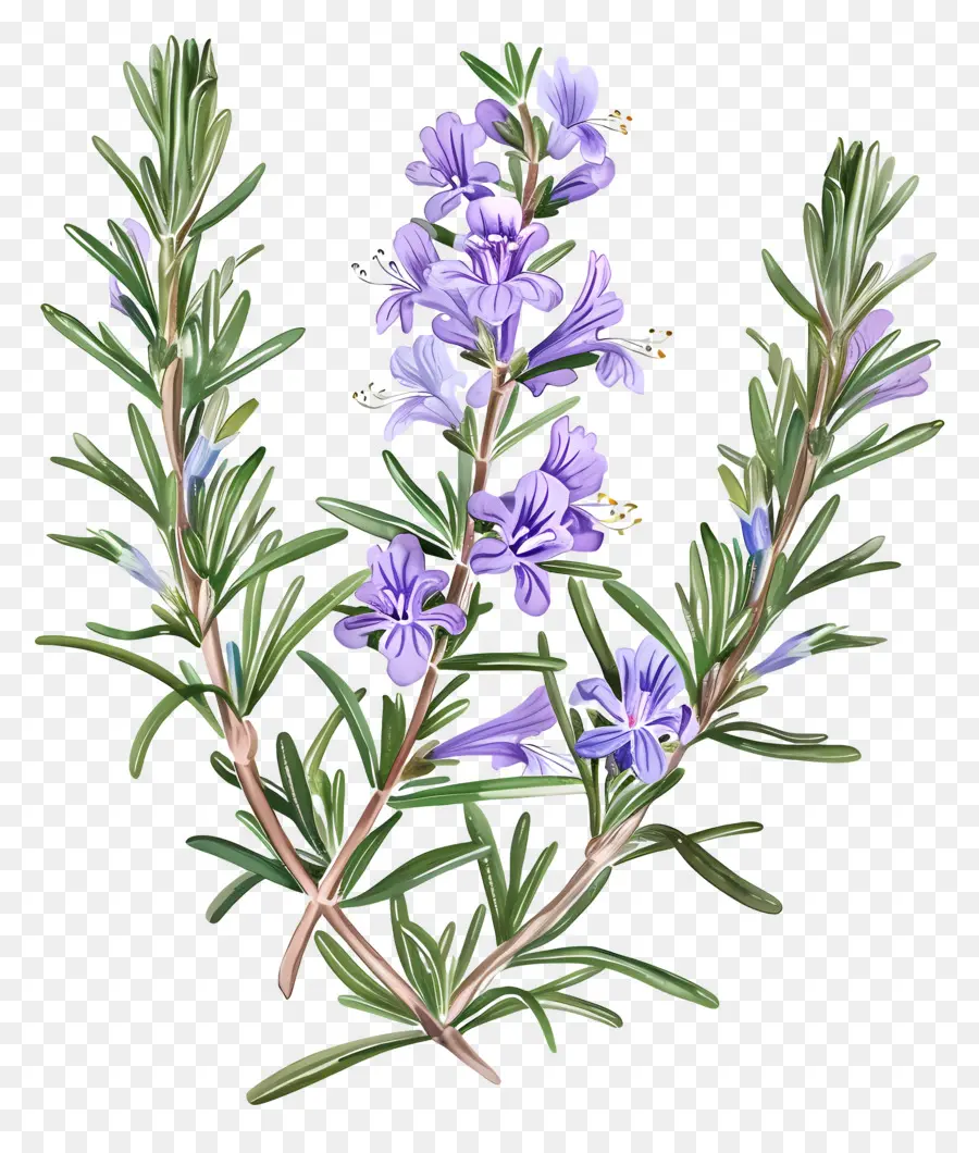 Bunga Rosemary，Rosemary PNG