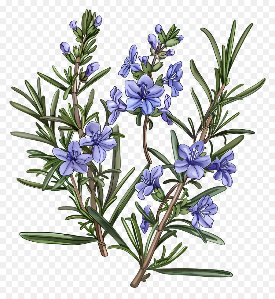 Bunga Rosemary，Rosemary PNG