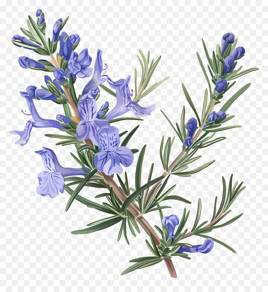 Bunga Rosemary，Rosemary PNG