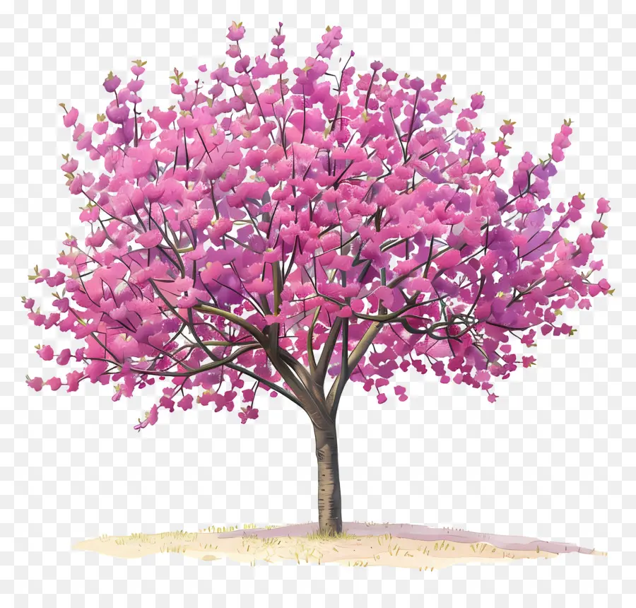 Pohon Redbud，Pink Pohon PNG