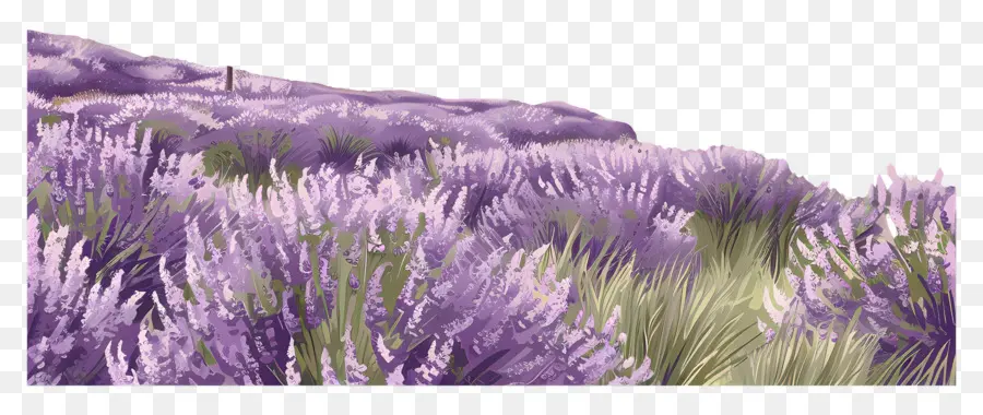 Latar Belakang Bidang Lavender，Tanaman Lavender PNG