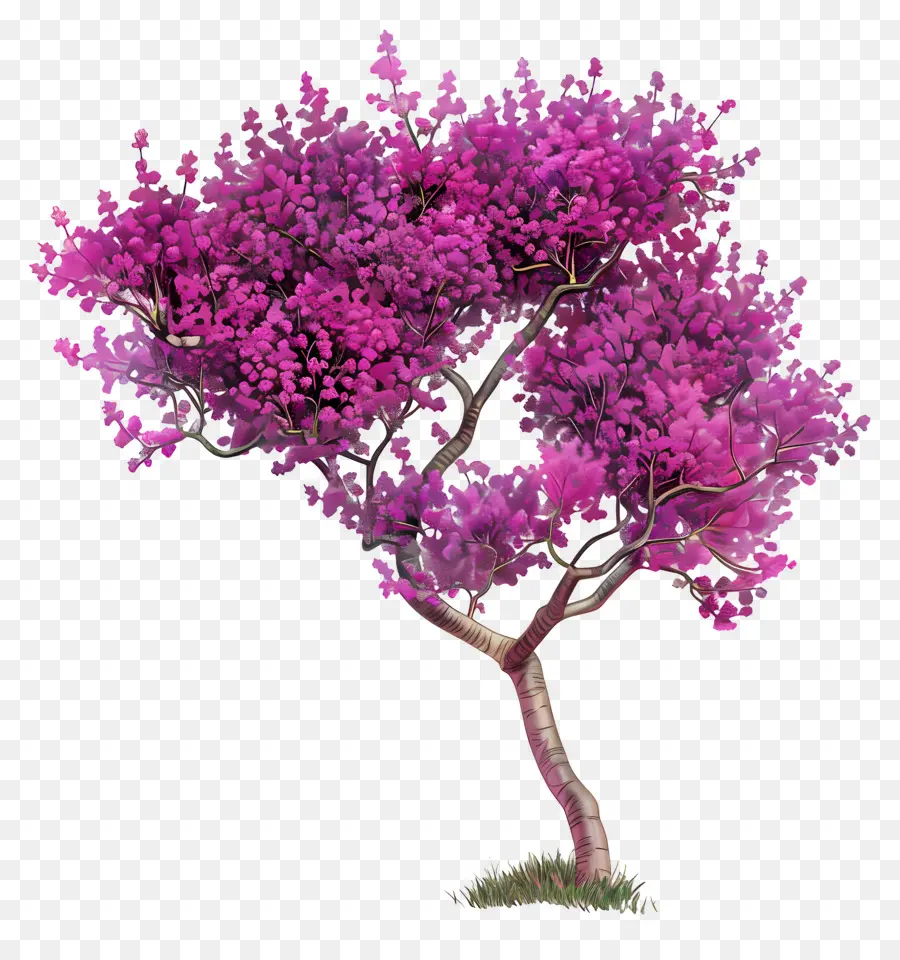 Pohon Redbud，Pink Pohon PNG