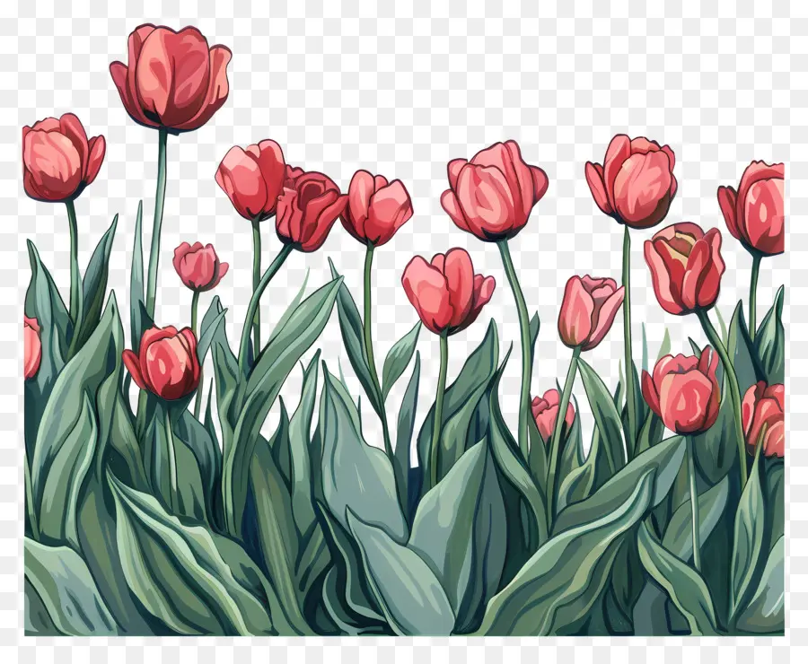 Latar Belakang Bidang Tulips，Pink Tulips PNG