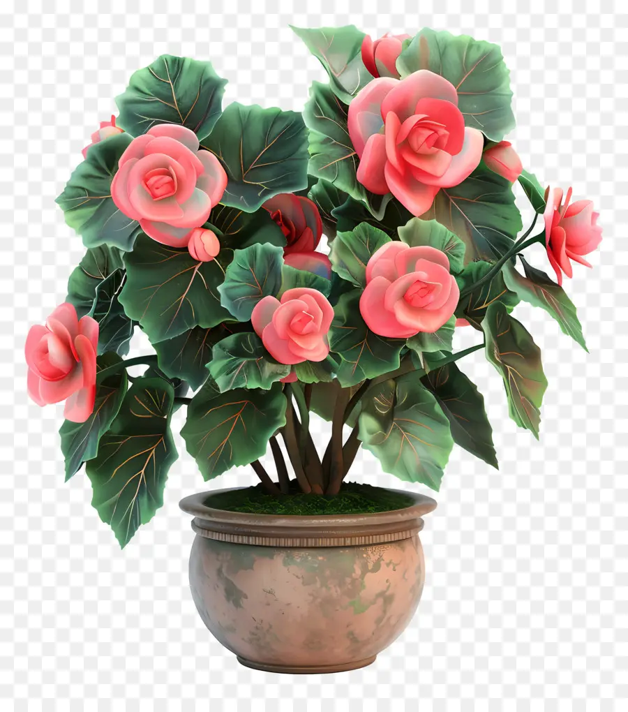 Bunga Begonia Pot，Bunga Merah Muda PNG