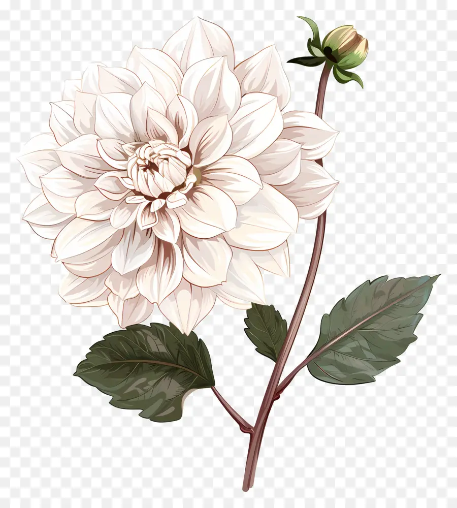 Bunga Dahlia，Bunga Putih PNG