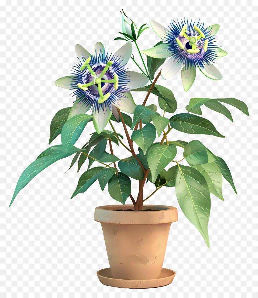 Bunga Gairah，Bunga Gairah Biru PNG