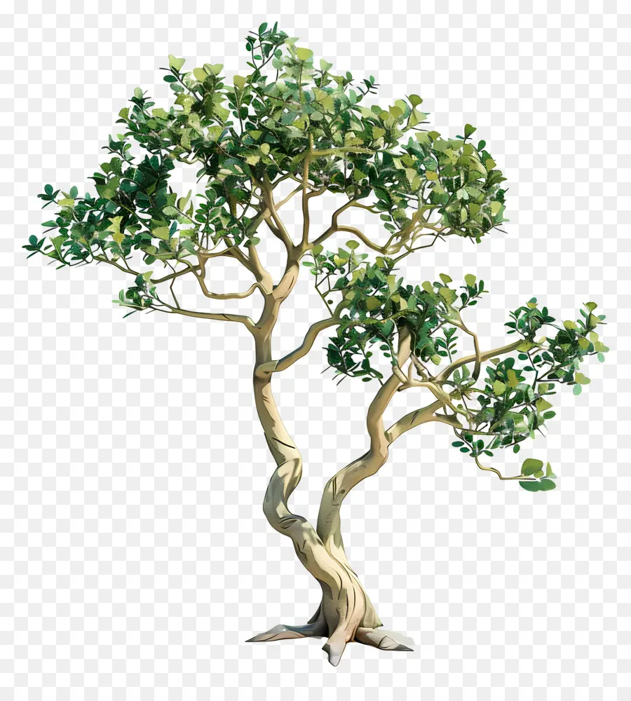 Pohon Cendana，Pohon Bonsai PNG