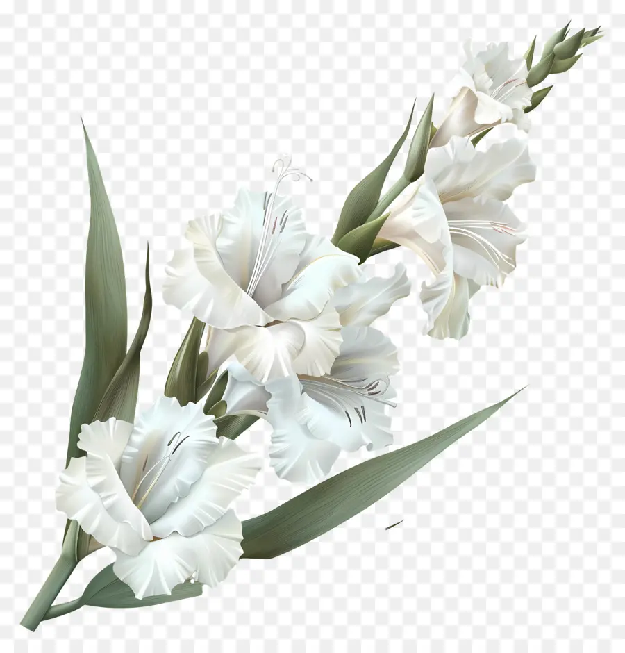 Gladioli Putih，Bunga Putih PNG