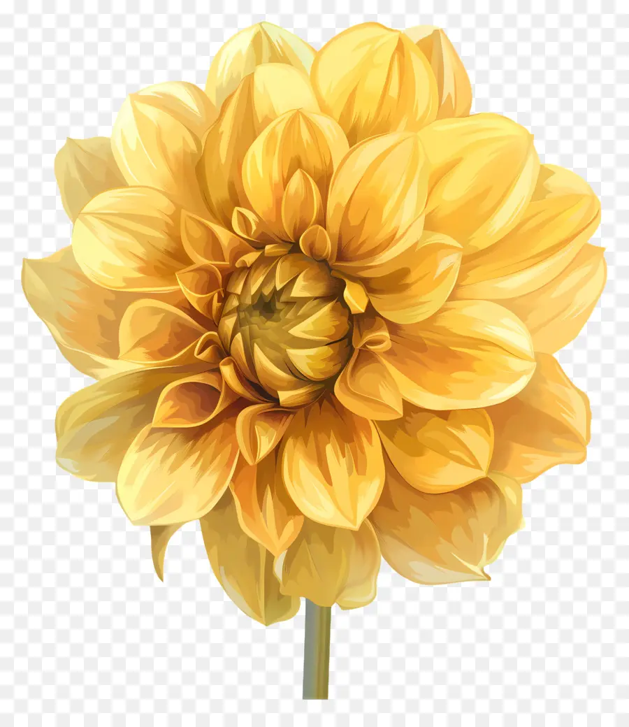 Bunga Dahlia Kuning，Bunga PNG