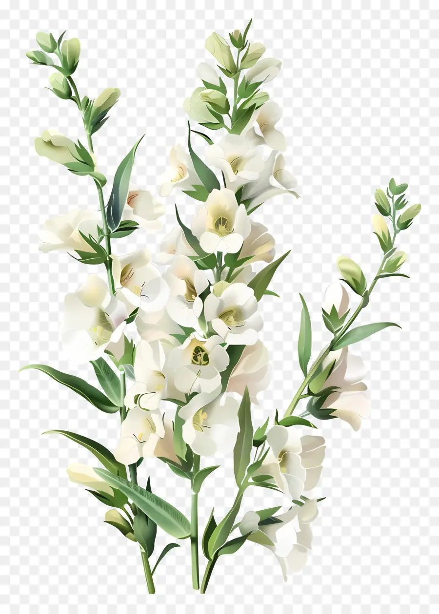 Bunga Snapdragon Putih，Bunga Putih PNG