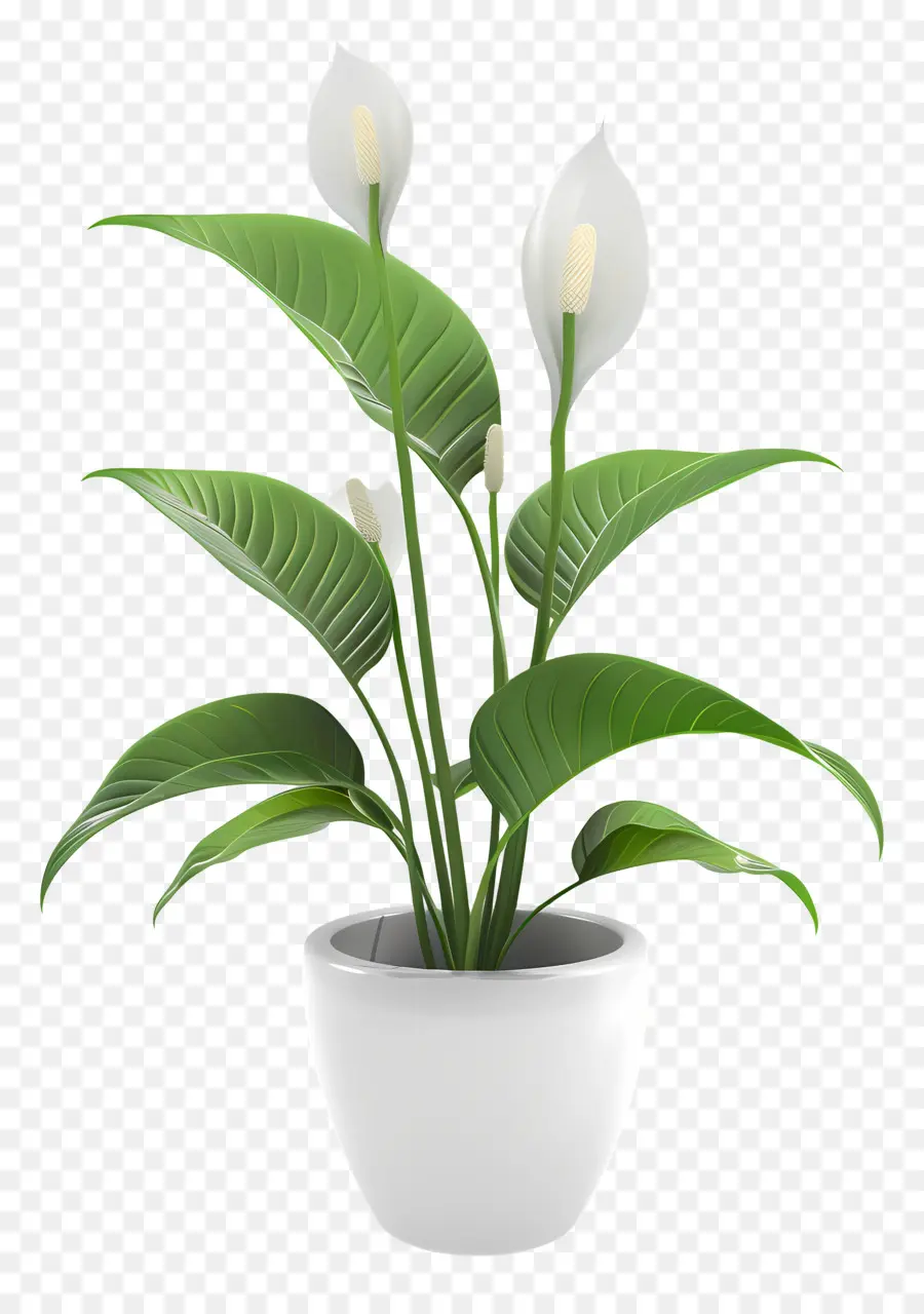 Perdamaian Lily，Lili Calla PNG