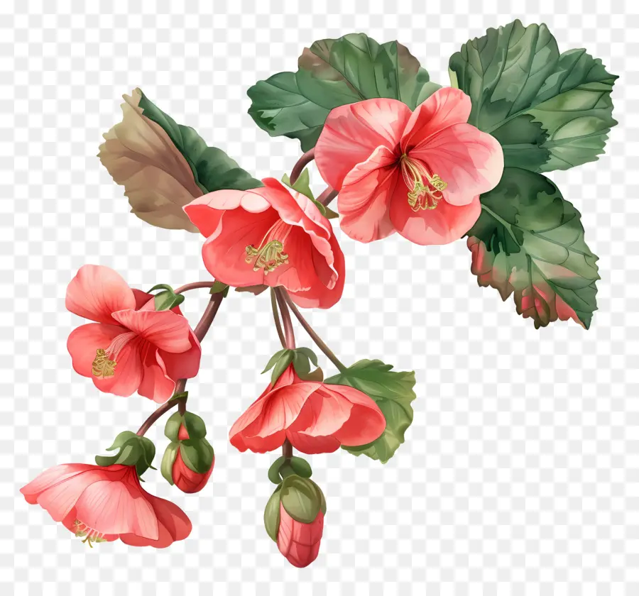 Begonia，Kembang Sepatu Merah Muda PNG