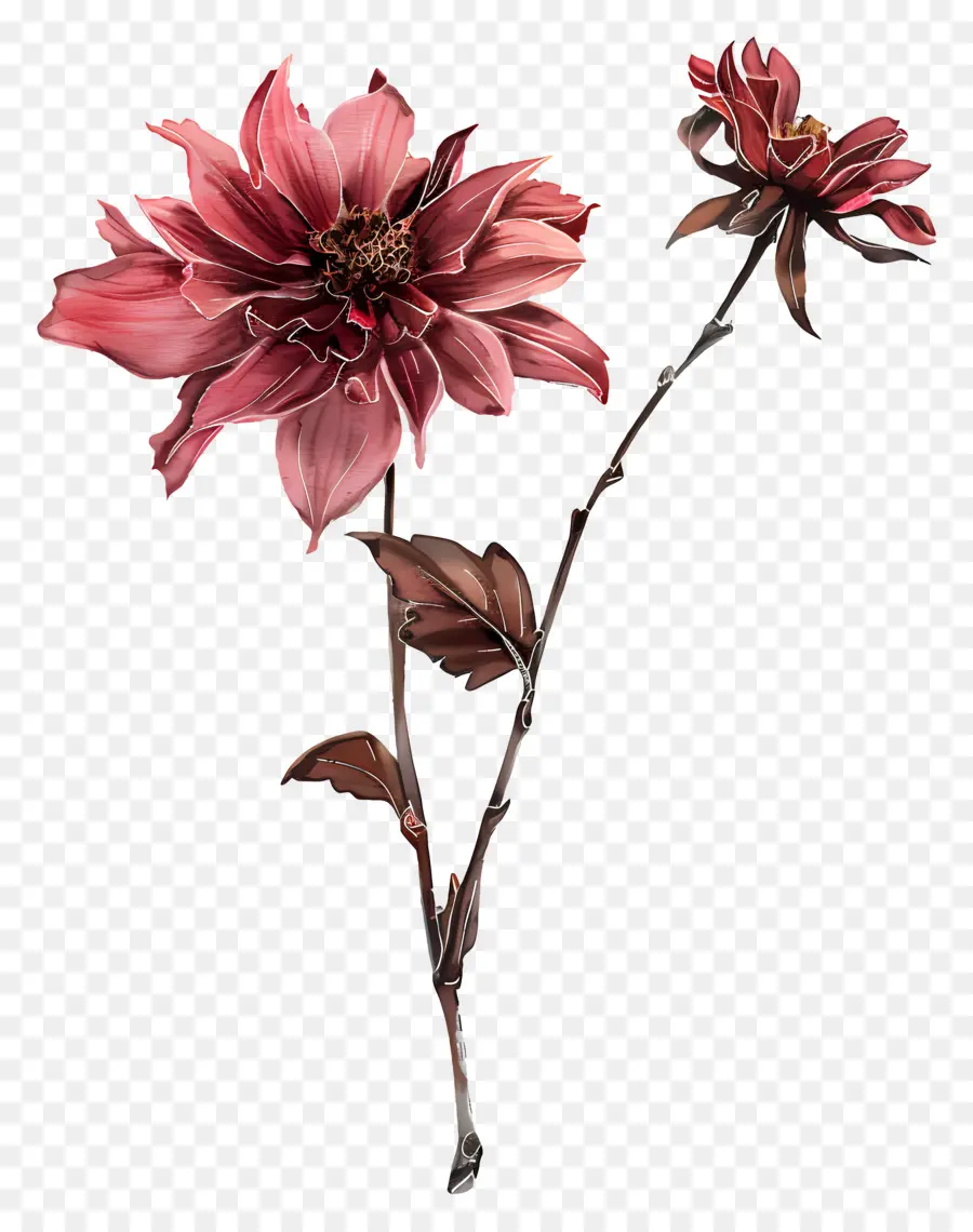 Bunga Dahlia，Bunga Merah Muda PNG