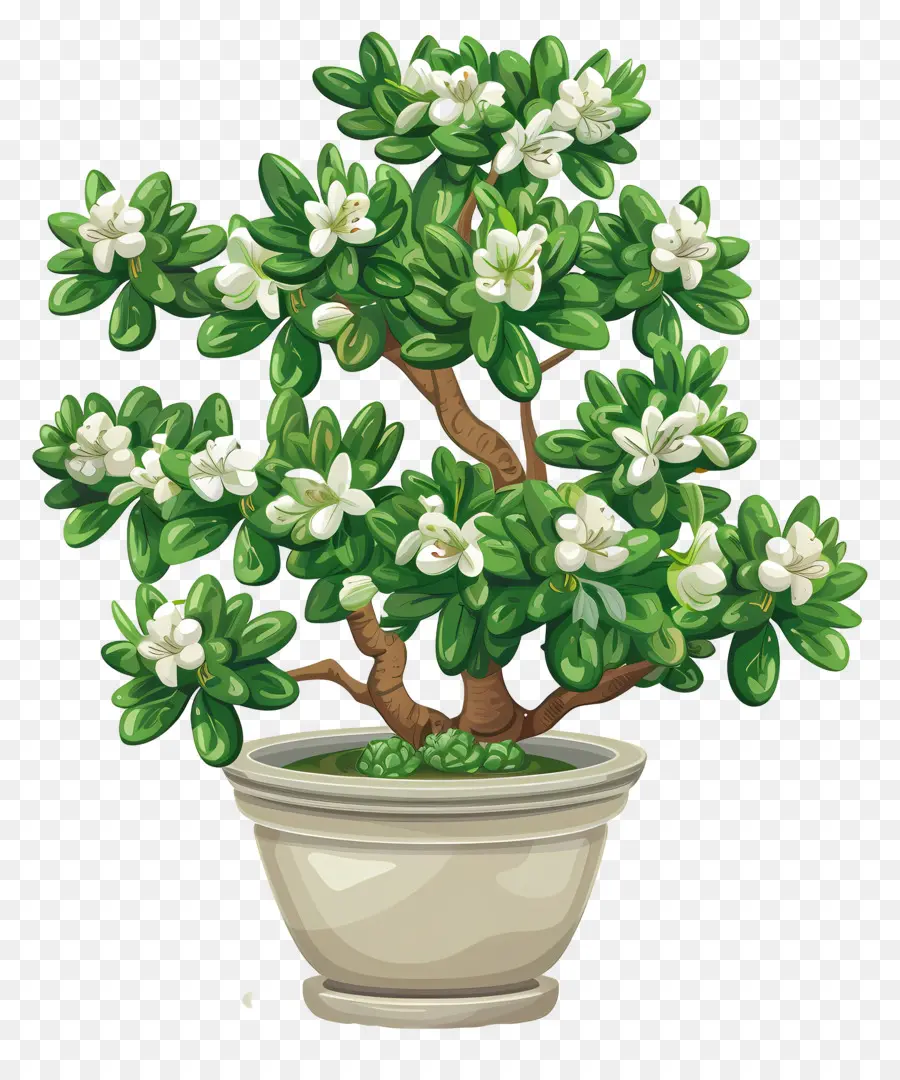 Bunga Jade Pot，Pohon Bonsai PNG