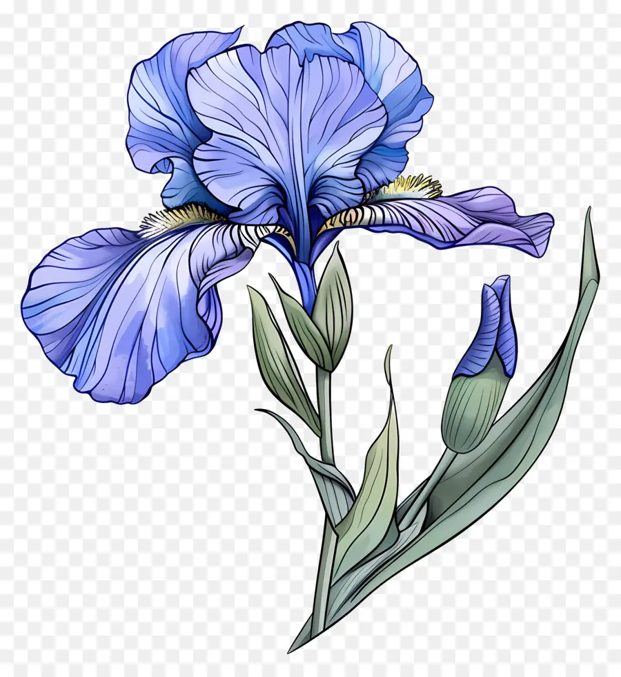 Bunga Iris，Iris Biru PNG