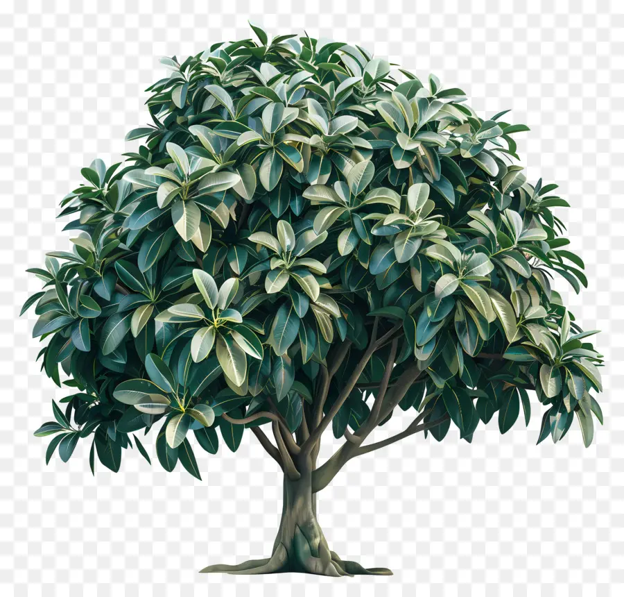 Pohon Karet，Pohon PNG