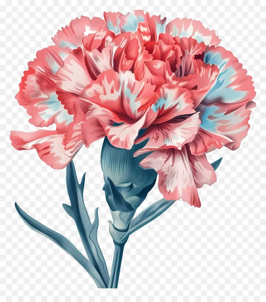Bunga Anyelir，Kelopak Merah Muda Dan Biru PNG