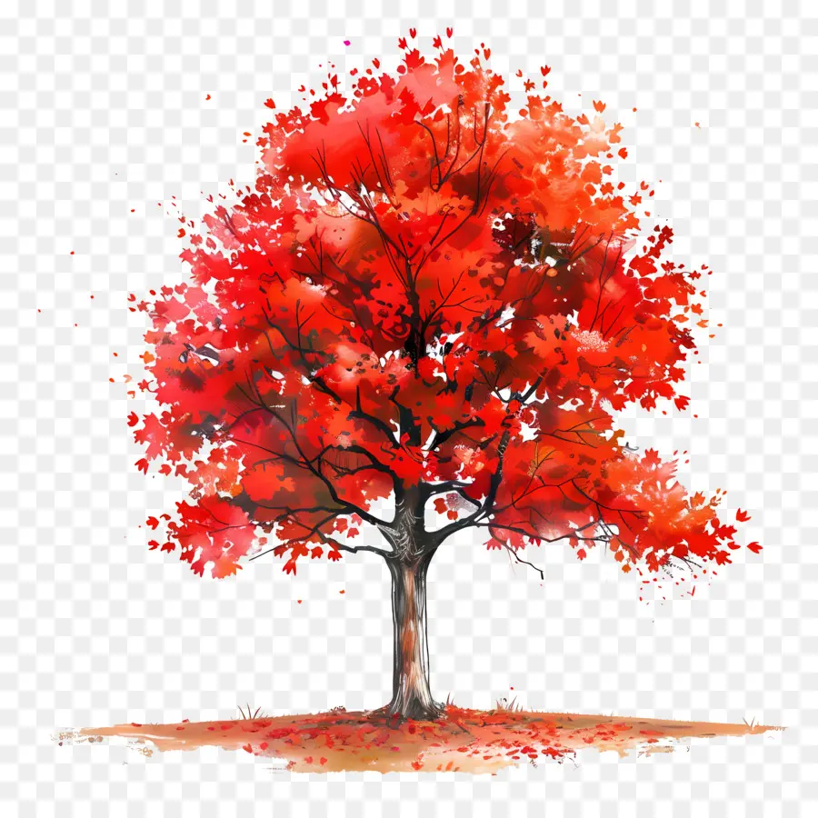 Pohon Maple，Pohon Merah PNG