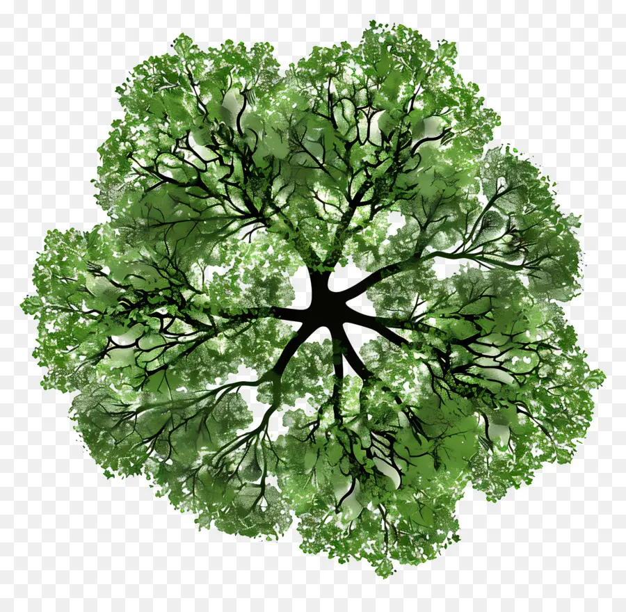 Pohon Rencana，Pohon PNG