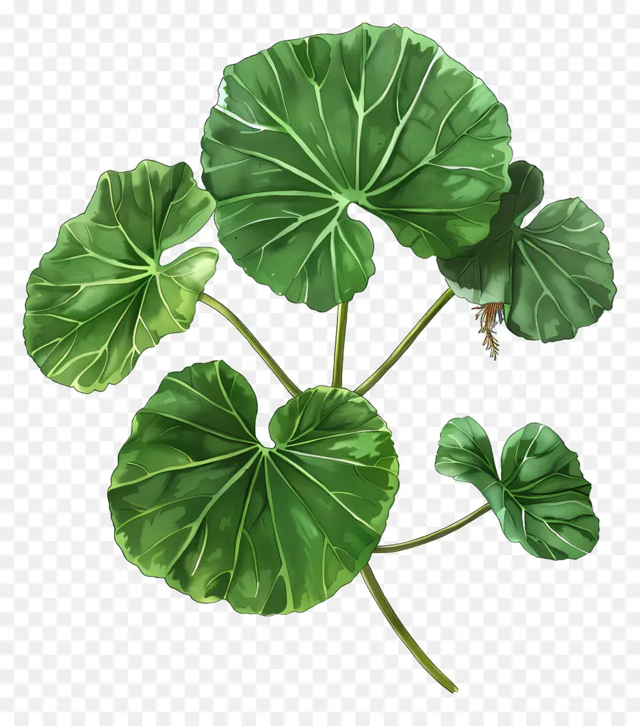 Centella Asiatica Leaf，Daun Raksasa PNG