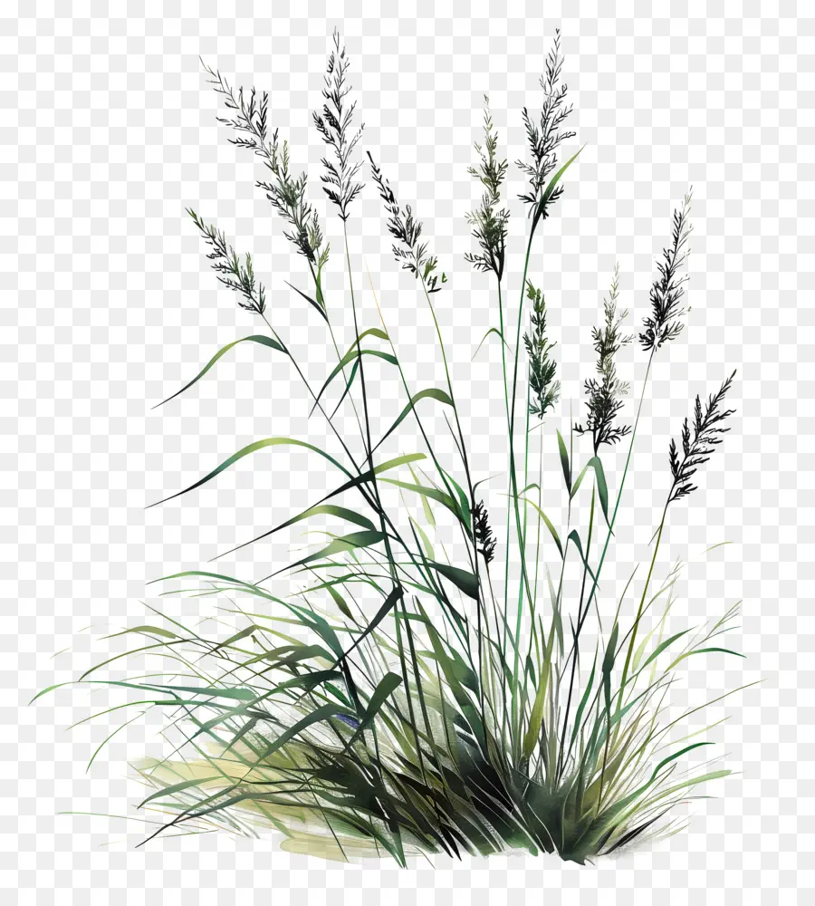 Karl Foerster Grass，Rumput PNG