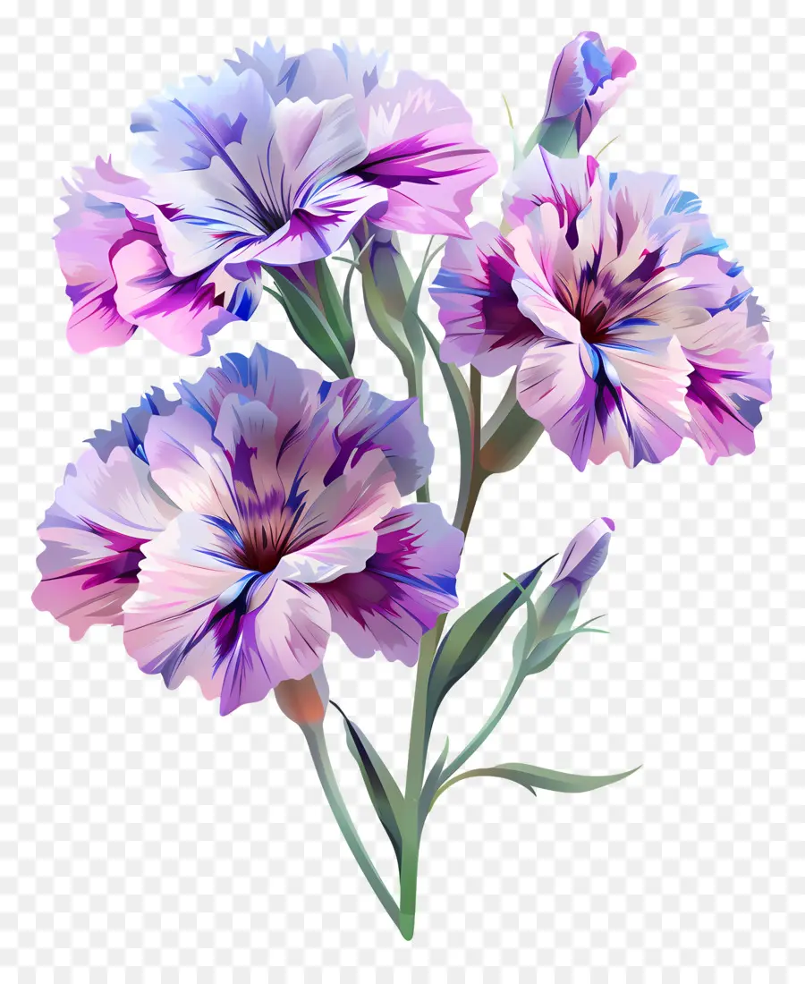 Bunga Dianthus，Anyelir Merah Muda PNG