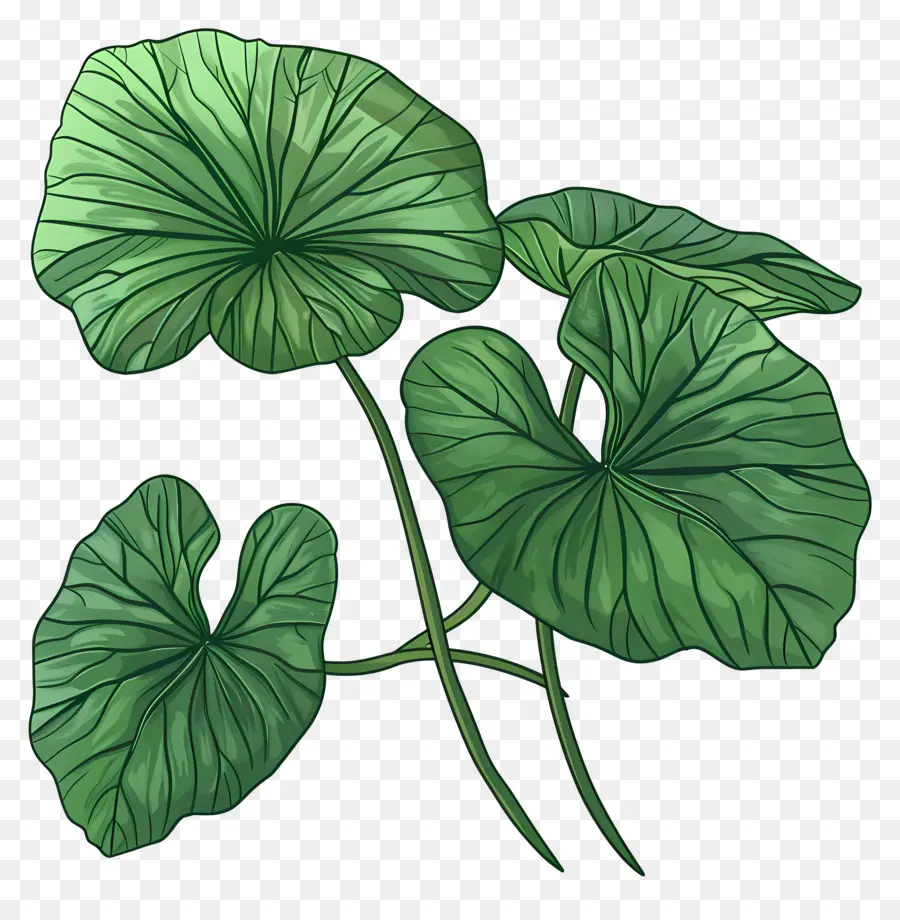 Daun Centella Asiatica，Daun Hijau PNG